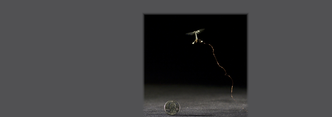 robotic insect from research done at University at Buffalo's North Campus