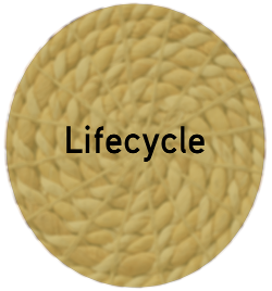 icon link to SPA lifecycle