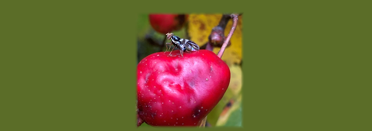 apple maggot fly