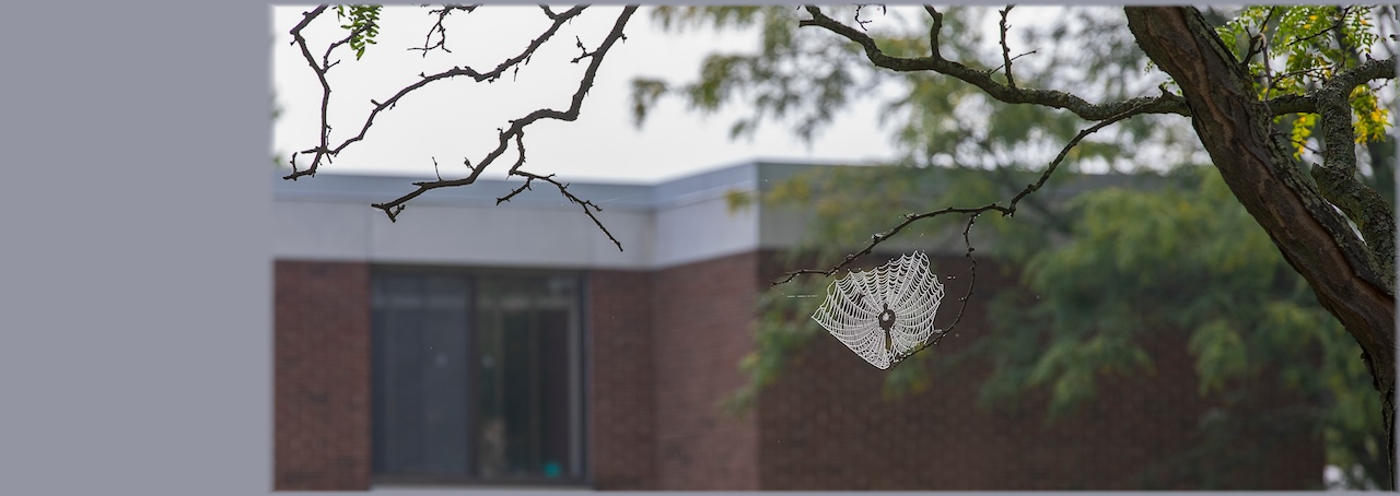 spider web