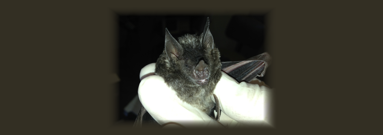 Seba's short-tailed fruit bat