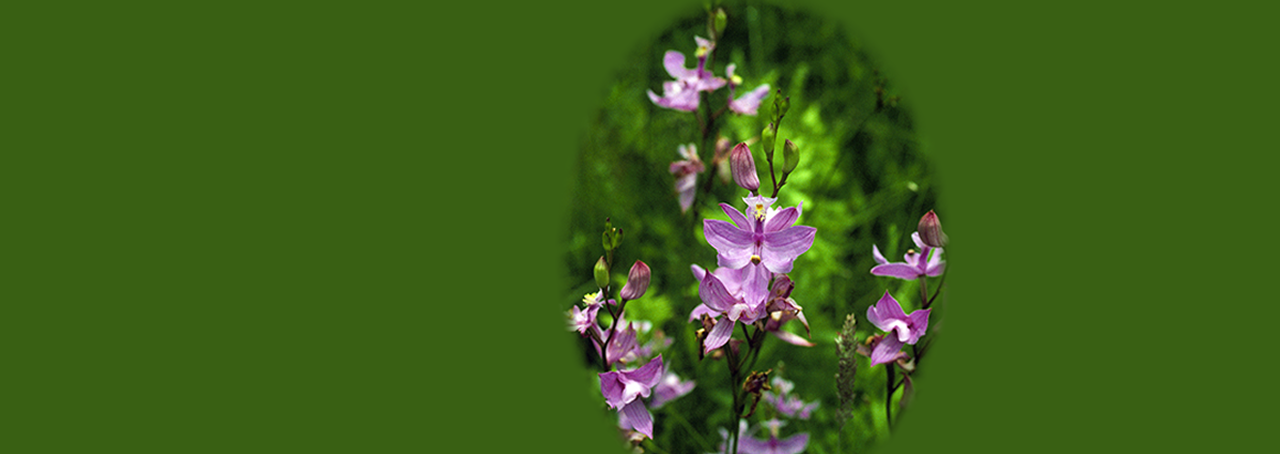 photo of native Adirondack orchid