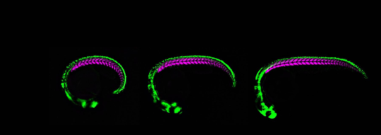 Zebrafish Projenitor Cells