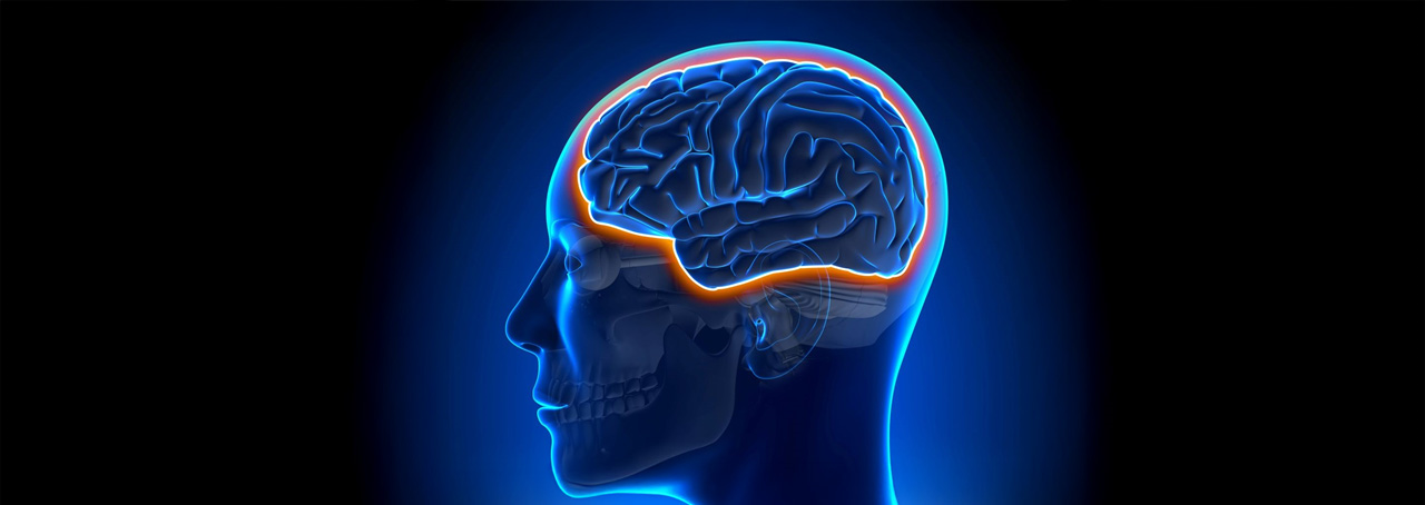 blood brain barrier head anatomy medical scan