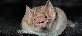 Close-up of a the common vampire bat (Desmodus rotundus) facing the camera, with large ears, dark eyes, a wrinkled pink nose, and sharp white teeth visible in its open mouth against a black background