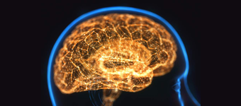 side view of the human brain