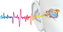 An illustration of how sound waves travel through the ear, passing through the ear canal to reach the cochlea, which is the spiral-shaped cavity in the inner ear where sensory hairs convert these vibrations into nerve signals.