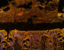 This fluorescent staining of a mouse colon identifies bacteria present in the lumen after feeding a beef protein diet. The small, orange-colored structures (top part of picture) mark bacteria accumulating next to the mucus layer (unstained region) above the colon tissue (bottom part)