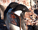 Image of 2 Adélie Penguins in their natural habitat