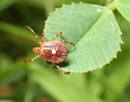 The lone star tick, shown on a plant leaf