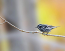 Black and white warbler on a branch