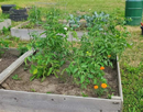 A community garden at the King Urban Life Center