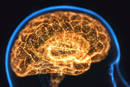 side view of the human brain