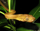Brown tree snake in a tropical plant